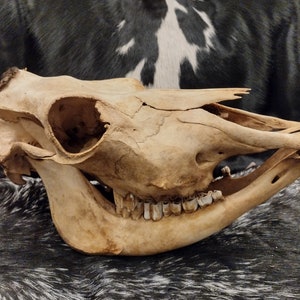 Cow Skull With Jaw Craft Grade image 1