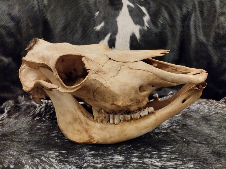 Cow Skull With Jaw Craft Grade image 1