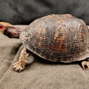 May include: A taxidermy box turtle with a high-domed, dark brown shell featuring intricate, concentric ridged patterns. The turtle has a light tan head, a distinct bright red eye, and textured, scaly legs with sharp, curved claws on its feet.