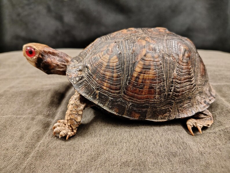 May include: A taxidermy box turtle with a high-domed, dark brown shell featuring intricate, concentric ridged patterns. The turtle has a light tan head, a distinct bright red eye, and textured, scaly legs with sharp, curved claws on its feet.