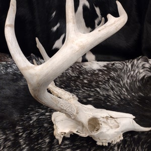 Whitetail Deer Skull With Antlers image 4