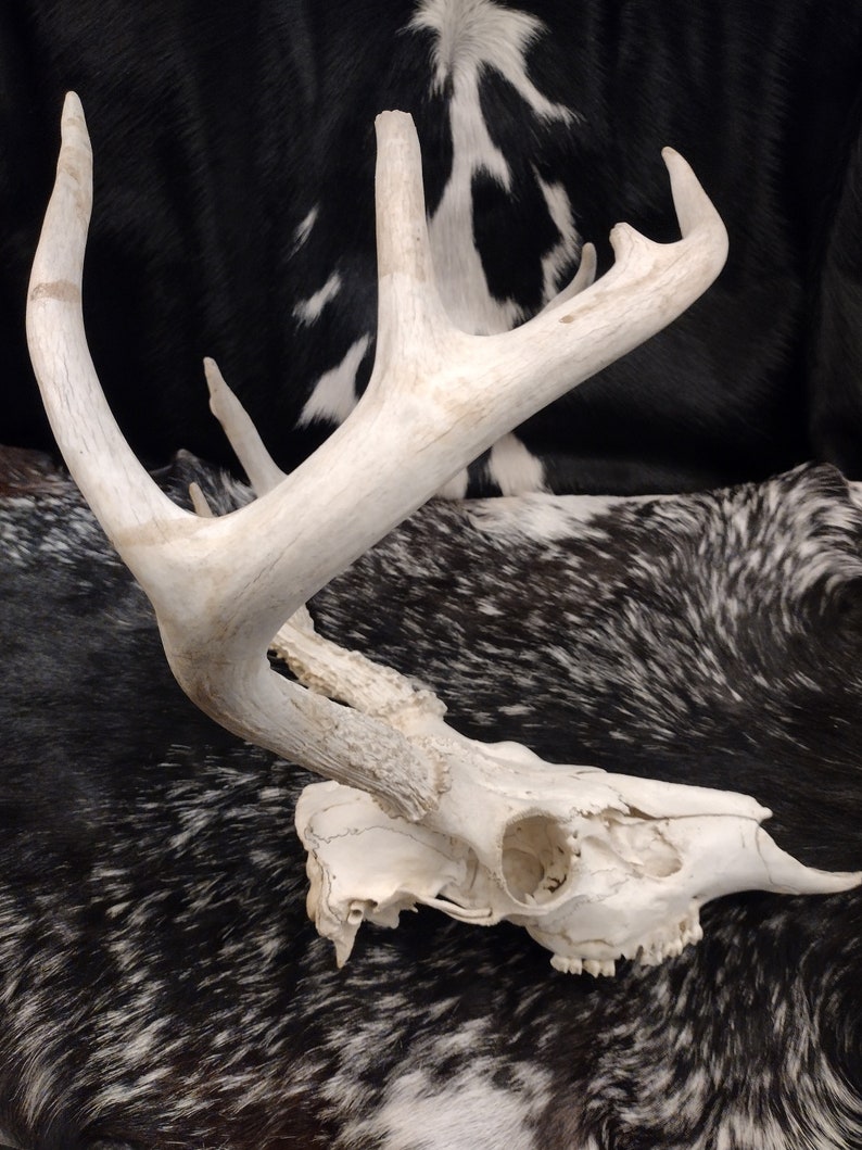 Whitetail Deer Skull With Antlers image 4