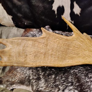 May include: A close-up of a large, light brown moose antler with a rough, textured surface.