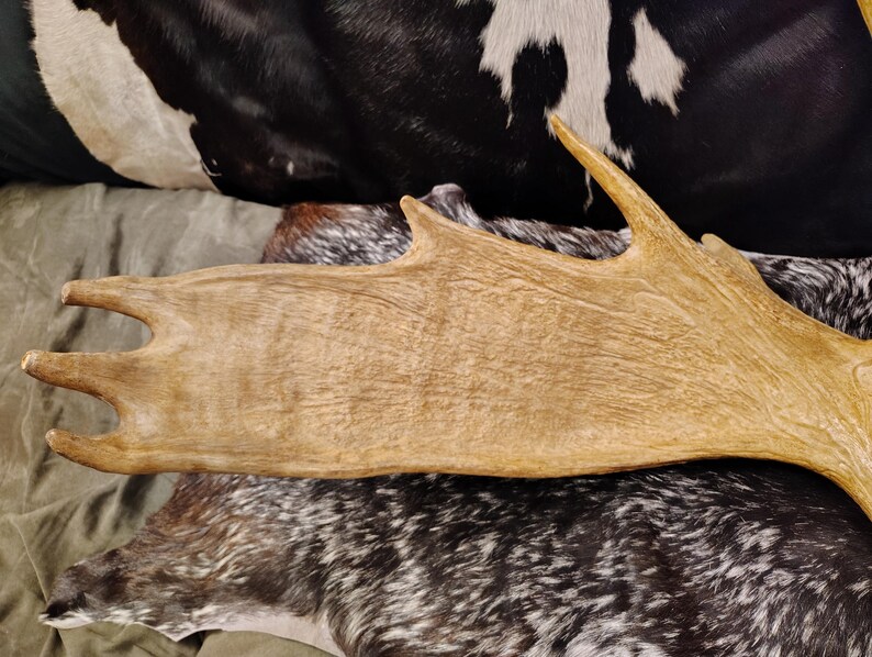 May include: A close-up of a large, light brown moose antler with a rough, textured surface.