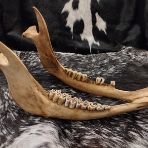 Cow Skull With Jaw Craft Grade image 9
