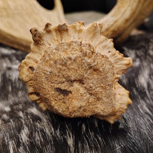 May include: Close-up of a light brown antler with a rough, textured surface. The antler is partially covered in a dark brown and white fur.