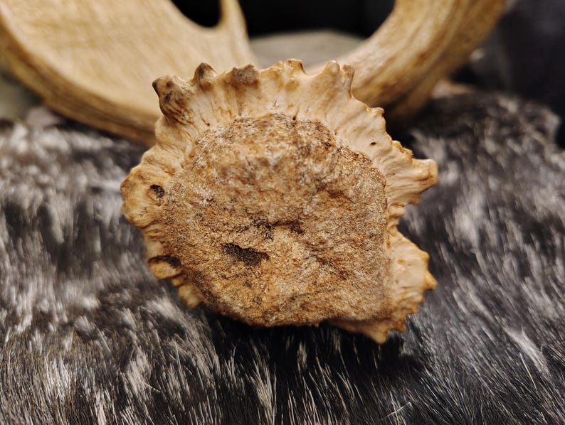 May include: Close-up of a light brown antler with a rough, textured surface. The antler is partially covered in a dark brown and white fur.