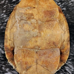 May include: An oval-shaped turtle shell featuring a weathered, tan and light brown surface with visible segmented scutes and natural cracks. The shell displays a textured, organic appearance with varying shades of brown and beige throughout the structure.