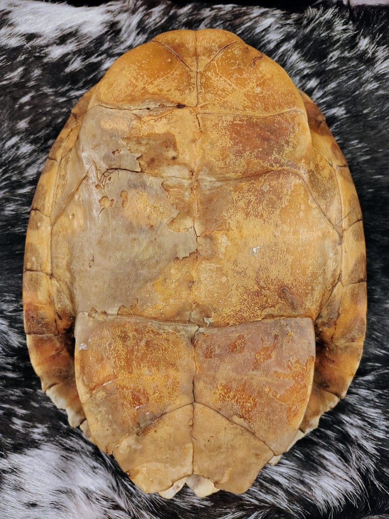 May include: An oval-shaped turtle shell featuring a weathered, tan and light brown surface with visible segmented scutes and natural cracks. The shell displays a textured, organic appearance with varying shades of brown and beige throughout the structure.