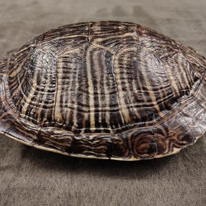 May include: A turtle shell with a brown and tan striped pattern. The shell has a rounded shape and a textured surface. The shell is a natural object, and the colors are earthy.