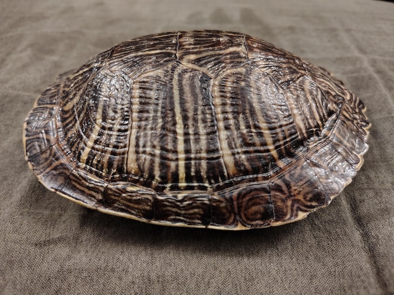 May include: A turtle shell with a brown and tan striped pattern. The shell has a rounded shape and a textured surface. The shell is a natural object, and the colors are earthy.