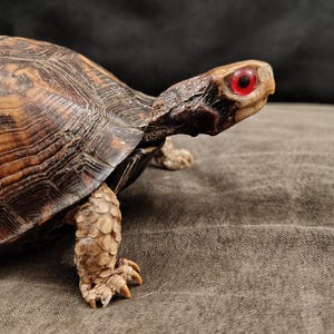 May include: A box turtle with a textured, dark brown and tan patterned shell. The turtle has a light tan head and neck with a distinct, bright red eye. Its front leg is visible, showing tan, scaly skin and sharp, light-colored claws on its foot.
