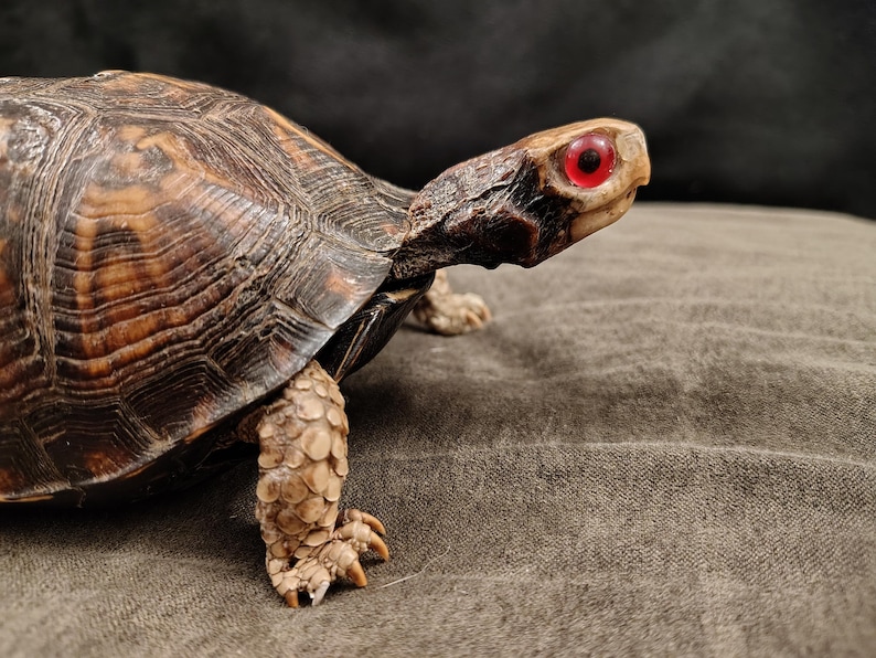 May include: A box turtle with a textured, dark brown and tan patterned shell. The turtle has a light tan head and neck with a distinct, bright red eye. Its front leg is visible, showing tan, scaly skin and sharp, light-colored claws on its foot.
