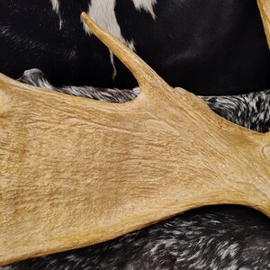 May include: A large, light brown moose antler with a smooth, textured surface. The antler is resting on a black and white cowhide.