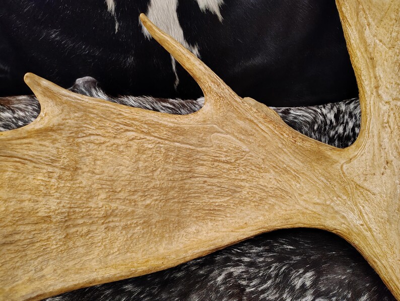 May include: A large, light brown moose antler with a smooth, textured surface. The antler is resting on a black and white cowhide.