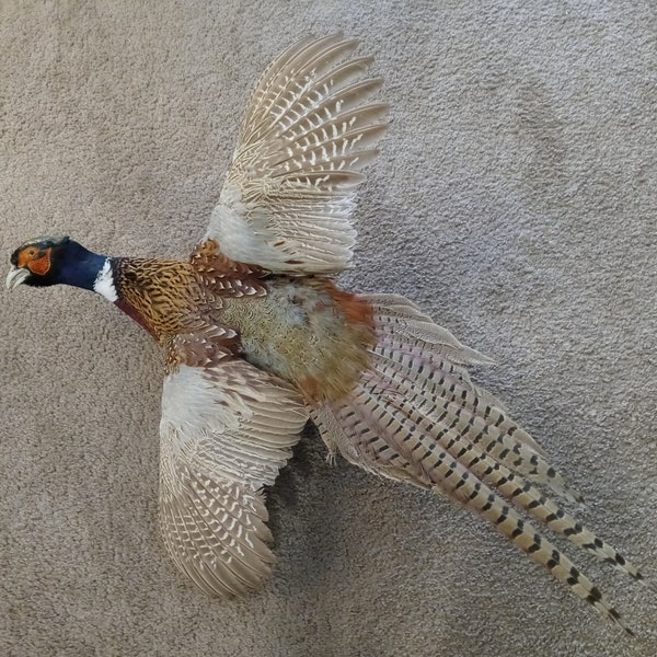 Pheasant Wall Mount