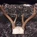 see more listings in the 5-7 Point Deer Antlers section