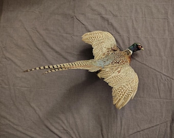 Pheasant Mount