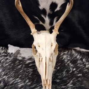 Whitetail Deer Skull With Antlers Complete image 2