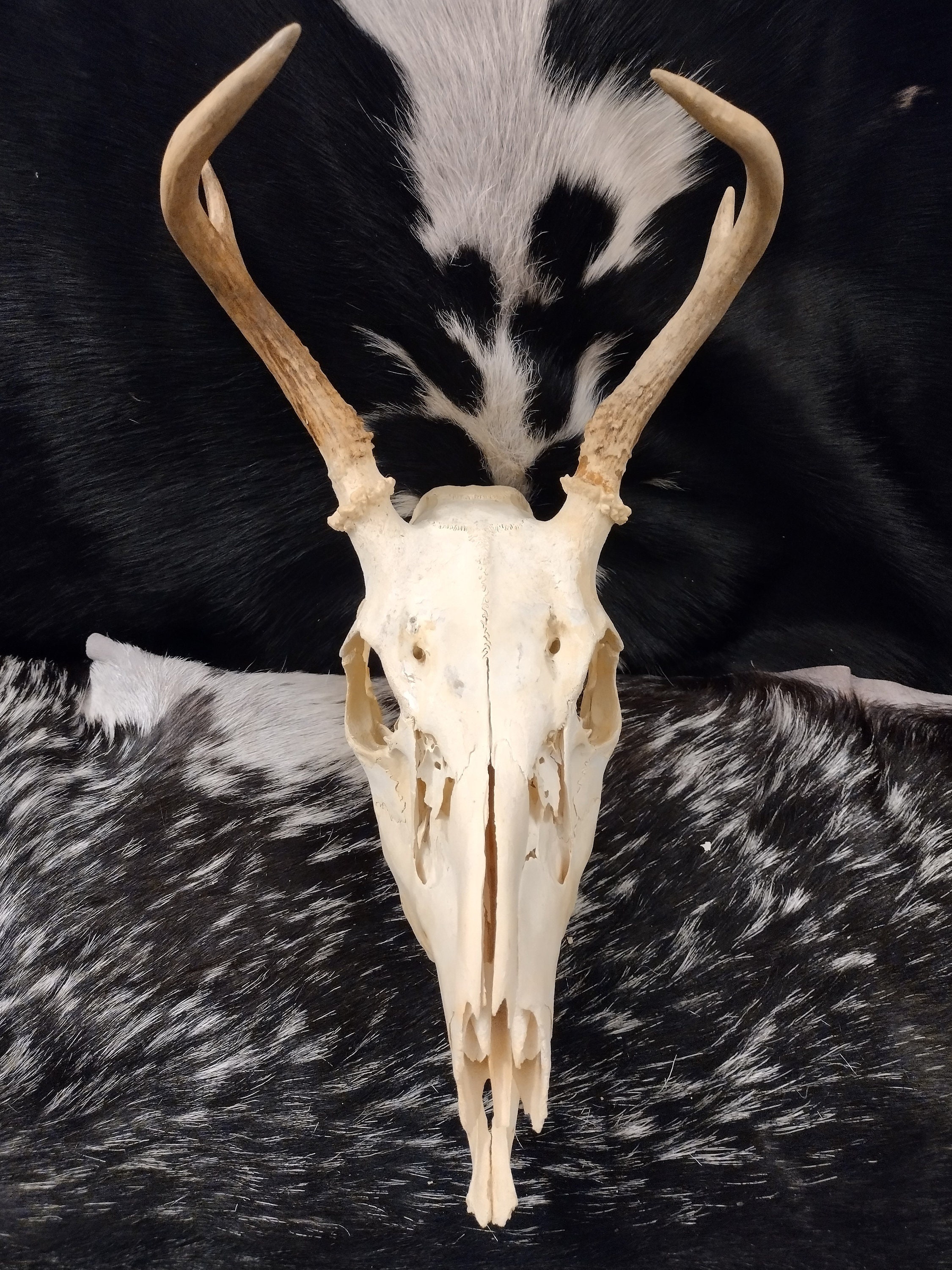 Whitetail Deer Skull With Antlers - Complete - Etsy