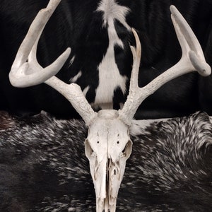 Whitetail Deer Skull With Antlers image 2