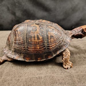 May include: A taxidermy box turtle with a high-domed, dark brown and tan patterned shell. The turtle has a light brown head with a distinct, bright red eye and textured, scaly skin on its legs. The specimen is posed in a walking position.