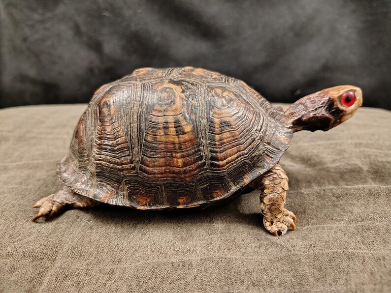 May include: A taxidermy box turtle with a high-domed, dark brown and tan patterned shell. The turtle has a light brown head with a distinct, bright red eye and textured, scaly skin on its legs. The specimen is posed in a walking position.
