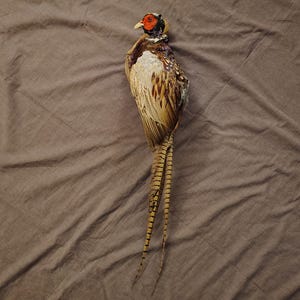 Pheasant Mount