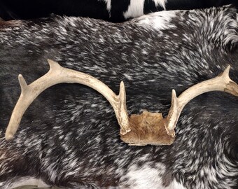 12 Point Deer Rack 12 Point Deer Antlers Broken - Etsy