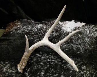 4 Point Antler Shed