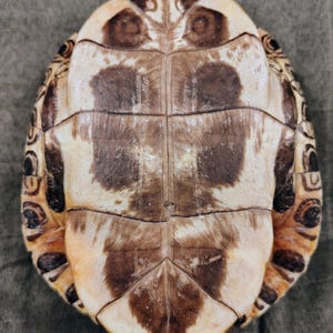 May include: A turtle shell with a cream and brown pattern. The shell has a series of rectangular plates and a rounded shape. The edges of the shell have a darker, mottled pattern. The shell is a natural, organic item.