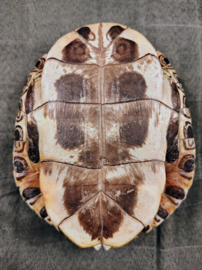 May include: A turtle shell with a cream and brown pattern. The shell has a series of rectangular plates and a rounded shape. The edges of the shell have a darker, mottled pattern. The shell is a natural, organic item.