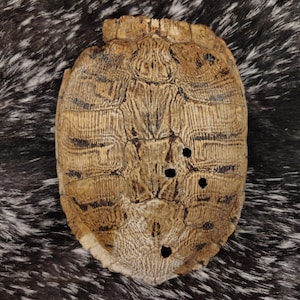 May include: A tan and brown turtle shell featuring a textured, weathered surface with distinct scute patterns and several small, dark, circular holes scattered across the central and lower sections of the carapace.
