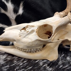 Whitetail Deer Skull With Antlers Complete image 5