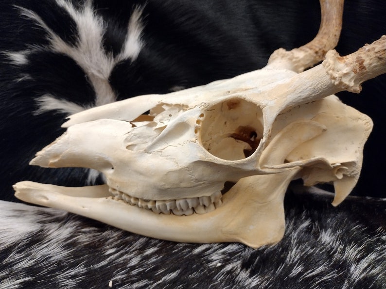 Whitetail Deer Skull With Antlers Complete image 5