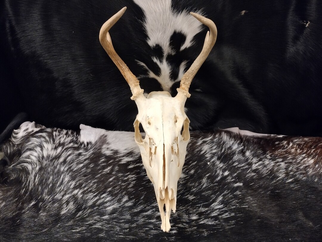 蝦夷鹿hunting trophy（deer skull） P*u様 蝦夷鹿hunting trophy （deer skull） Amazon.com: Ebros