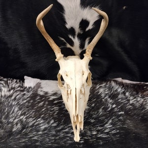 Whitetail Deer Skull With Antlers Complete image 1