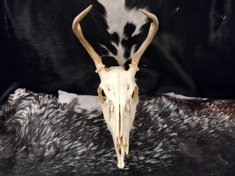 Whitetail Deer Skull With Antlers Complete image 1