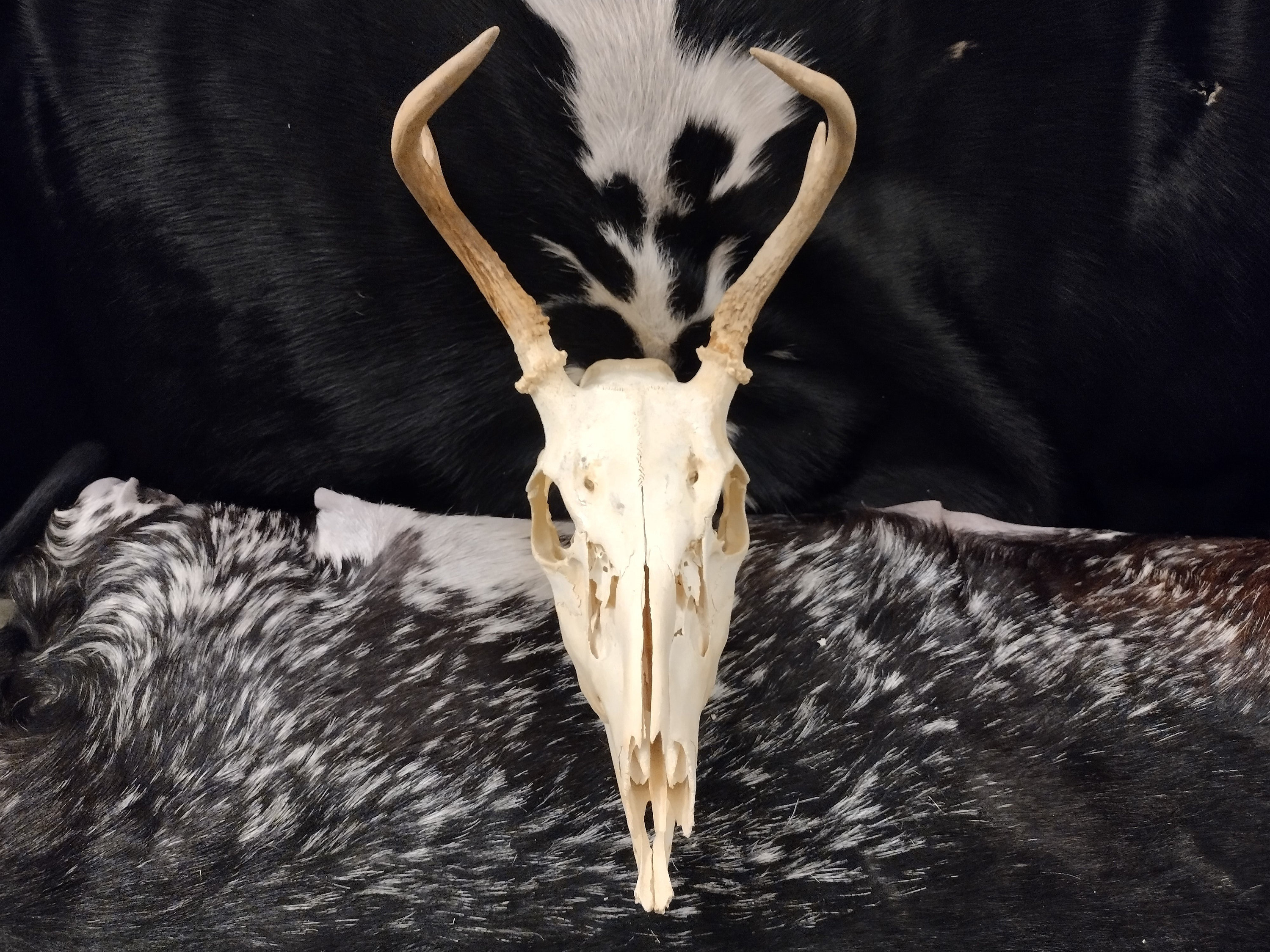 Whitetail Deer Skull With Antlers - Complete - Etsy New Zealand