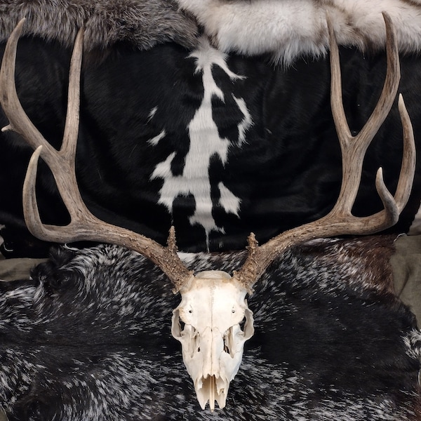 Mule Deer Skull With Antlers