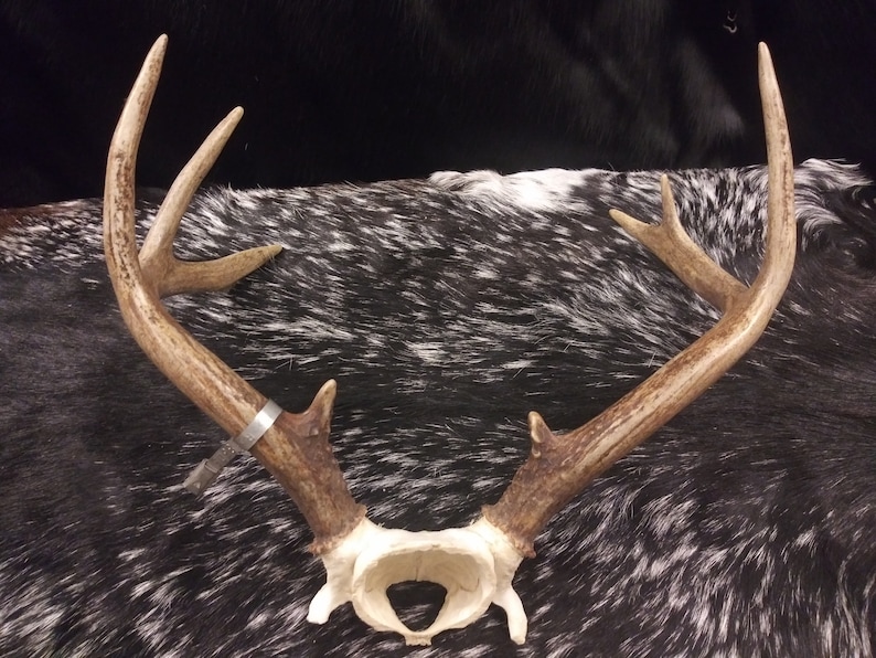 8 Point Deer Antlers
