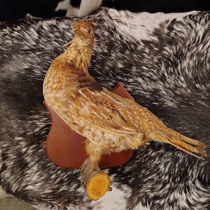 Fan Tailed Grouse Mount