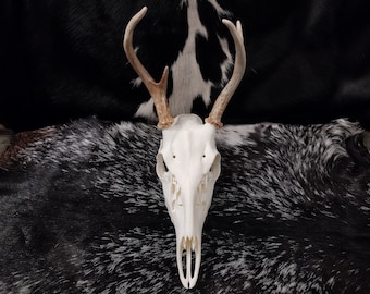 May include: White deer skull with antlers on a black and white cowhide rug.