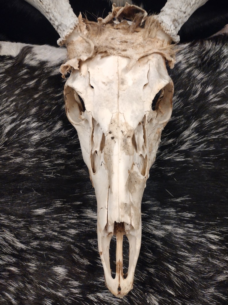 Whitetail Deer Skull With Antlers image 3