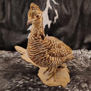 Sharp Tailed Grouse Mount