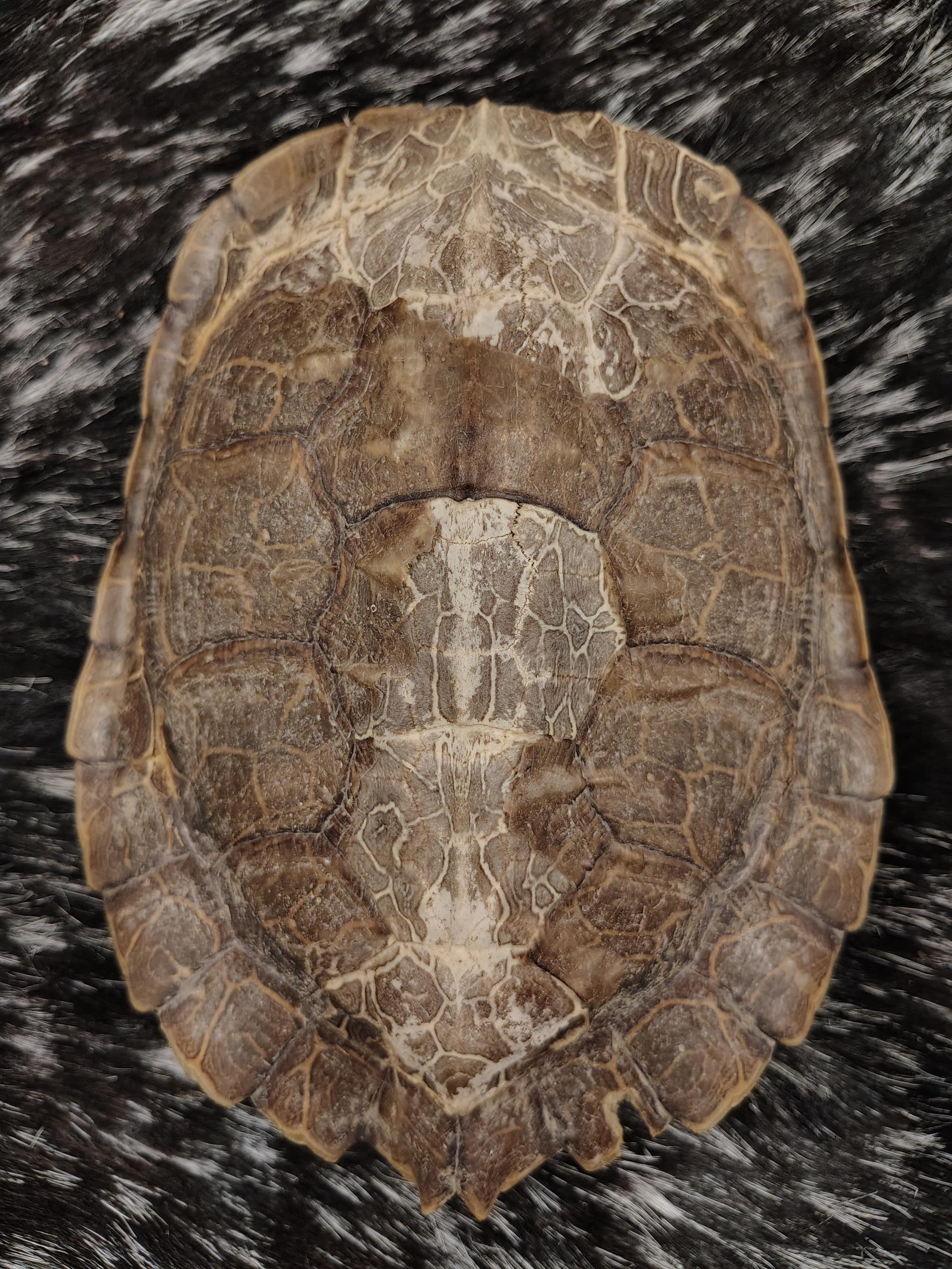 Turtle Shell Back Panel Turtle Shell - Etsy