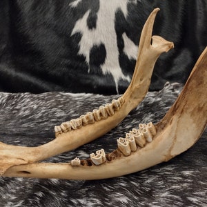 Cow Skull With Jaw Craft Grade image 10