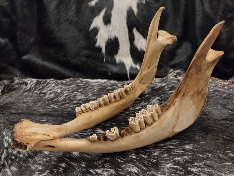 Cow Skull With Jaw Craft Grade image 10