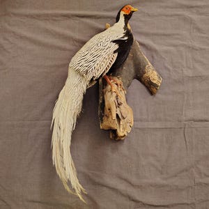 Silver Pheasant Mount