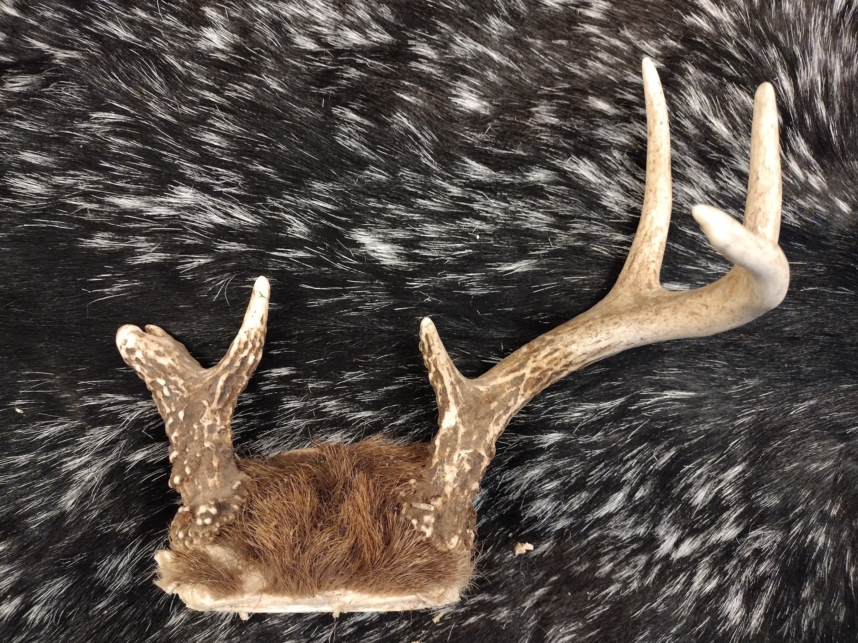 Antler Huge whitetail deer antlers 135 Inch 9 point buck! Sheds